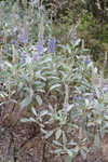 Gulf Coast lupine